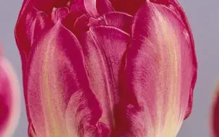 Maywonder / Маьwондэр