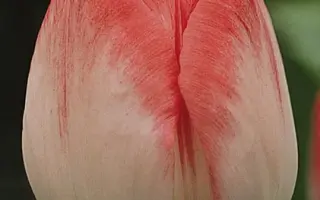 Meissner Porzellan / Мэисснэр Порзэллан