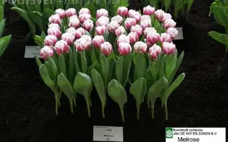 Melrose / Мэлросэ