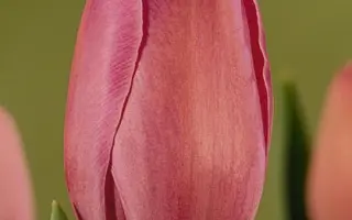 Melvin Jones / Мэлвин Ёнэс