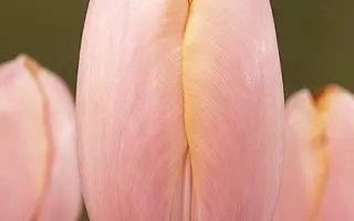 Menton / Мэнтон