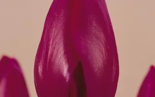 Menuet / Мэнуэт