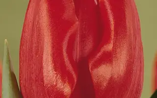 Merapi / Мэрапи