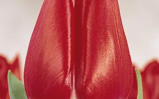 Merry Christmas / Мэррь Чристмас