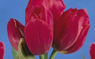 Merry Go Round / Мэррь Го Роунд