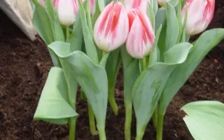 Mickey Chic / Мицкэь Чиц