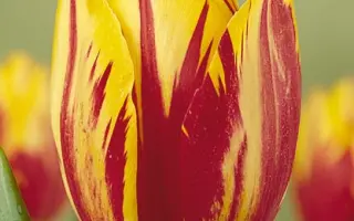 Mickey Mouse / Мицкэь Моусэ