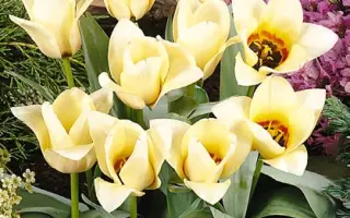 Mieke Telkamp / Миэкэ Тэлкамп