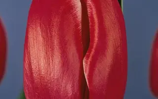 Minerva / Минэрва