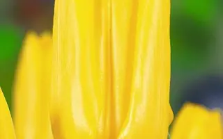 Mini Star / Мини Стар