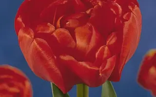 Miranda / Миранда