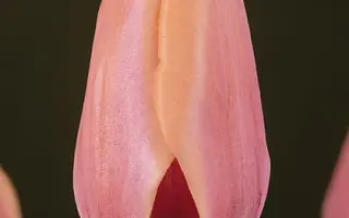 Mirella / Мирэлла