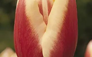 Mirjoran / Мирёран