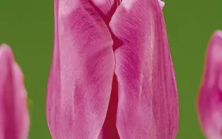 Mistress / Мистрэсс