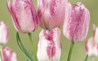 Modern Style / Модэрн Стьлэ