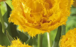 Mon Amour / Мон Амоур