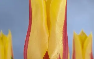 Mona Lisa / Мона Лиса