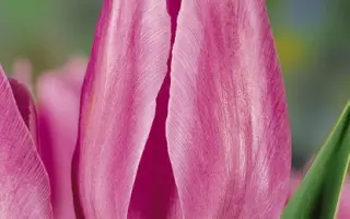 Monaco / Монацо