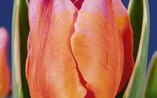 Monarch Beauty / Монарч Бэауть