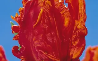 Monarch Parrot / Монарч Паррот