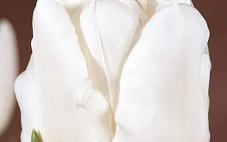 Mondial / Мондиал