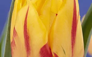 Monsella / Монсэлла