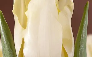 Mont Ventoux / Монт Вэнтоуx