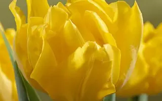 Monte Carlo / Монтэ Царло