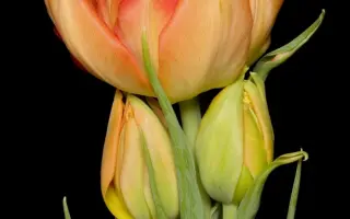 Monte Orange / Монтэ Орангэ