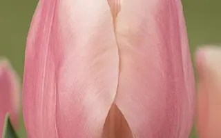 Monte Rosa / Монтэ Роса