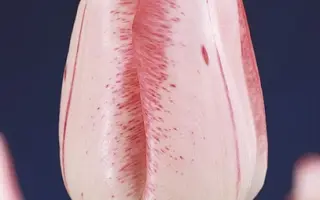 Montgomery / Монтгомэрь