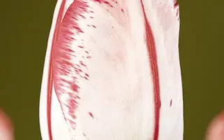 Montgomery Elite / Монтгомэрь Элитэ