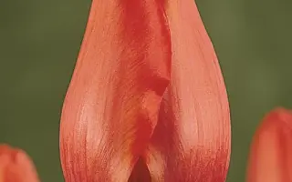 Montpellier / Монтпэллиэр