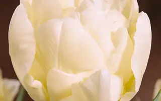 Montreux / Монтрэуx