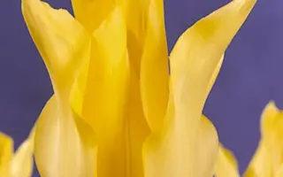 Moonshine / Мооншинэ