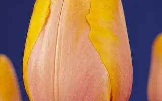 Morning Delight / Морнинг Дэлигhт