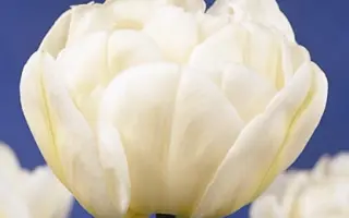 Mount Tacoma / Моунт Тацома