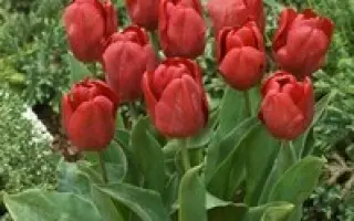 Mountain High / Моунтаин Hигh