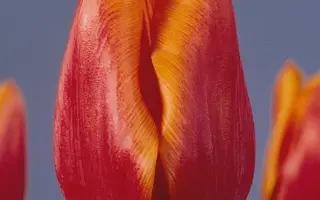 Mr. N.J. Buur / Мр. Н.Й. Буур