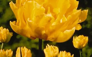 Mr. Van der Hoef / Мр. Ван дэр Hоэф