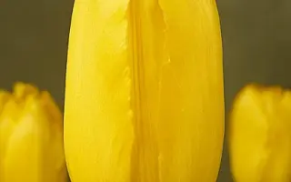 Mrs. John T. Scheepers / Мрс. Ёhн Т. Счээпэрс