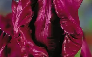 Muriel / Муриэл