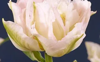 Murillo / Мурилло