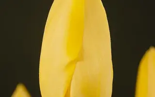 Muscadet / Мусцадэт