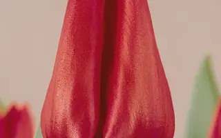 Musical / Мусицал