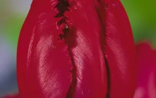 Mustang / Мустанг