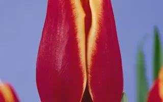 Nashville / Нашвиллэ