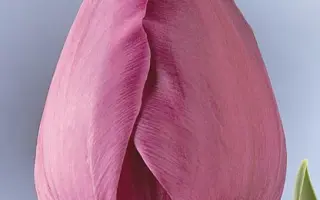 Negrita / Нэгрита