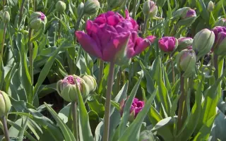 Negrita Double / Нэгрита Доублэ