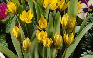 Neustruevae / Нэуструэваэ